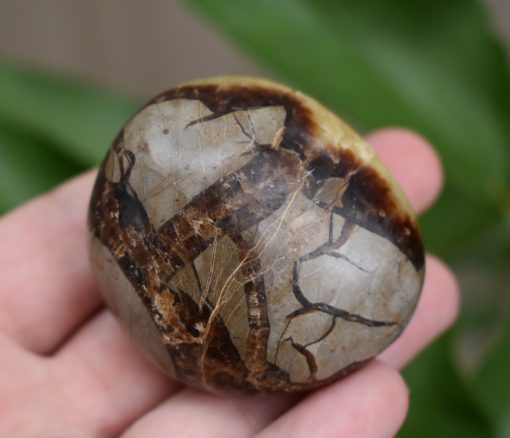 Septarian Gallet ‘Dragon Stone’ - Image 4