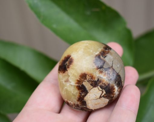 Septarian Gallet ‘Dragon Stone’ - Image 6